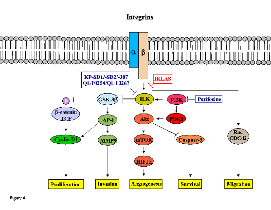 \includegraphics[%
scale=0.5]{integrins.eps}