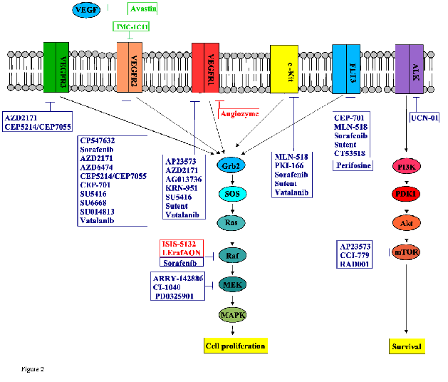 \includegraphics[%
scale=0.5]{vegfr.eps}