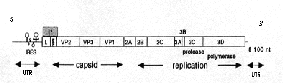 \includegraphics[%
width=10cm,
height=3cm]{theil98genoomII.ps}