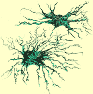 \includegraphics[%
width=3.3cm,
height=3.3cm]{microglia.ps}