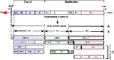 \includegraphics[%
width=14cm,
height=9cm]{PicornapolyproteineII.ps}